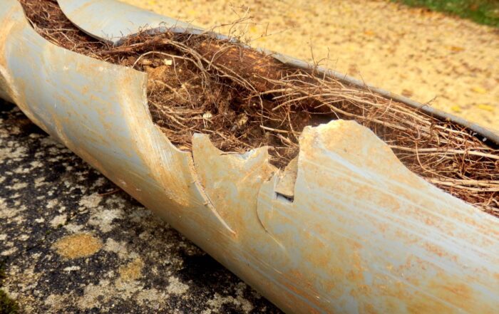 Roots in Your Sewer Line