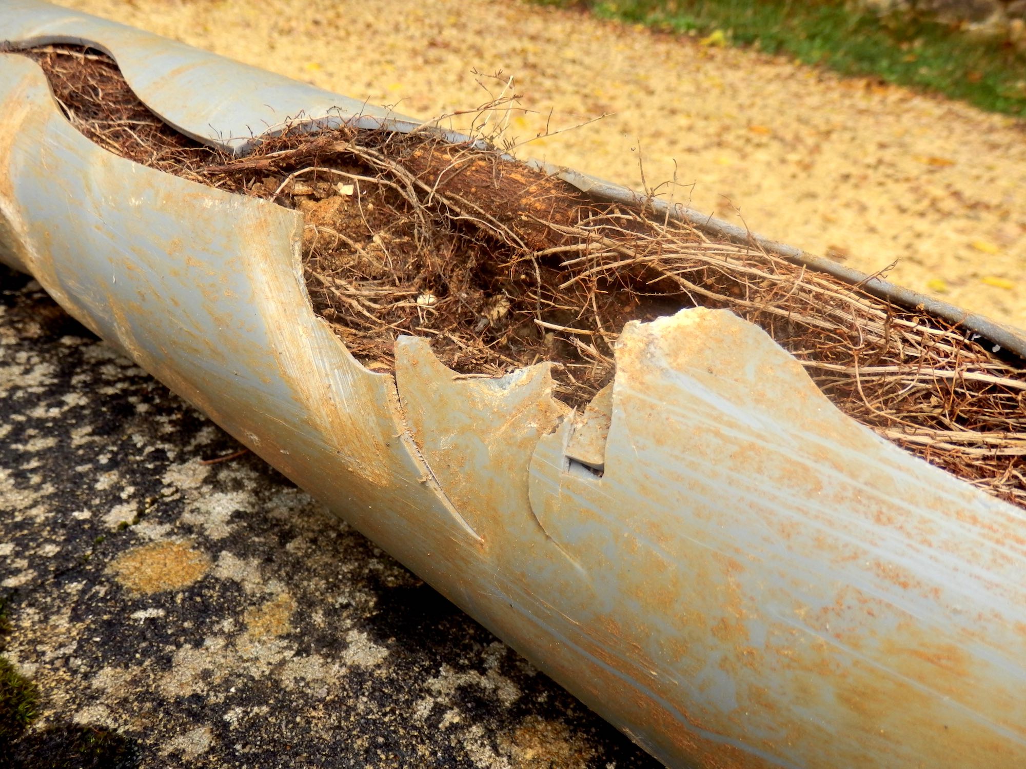 Roots in Your Sewer Line