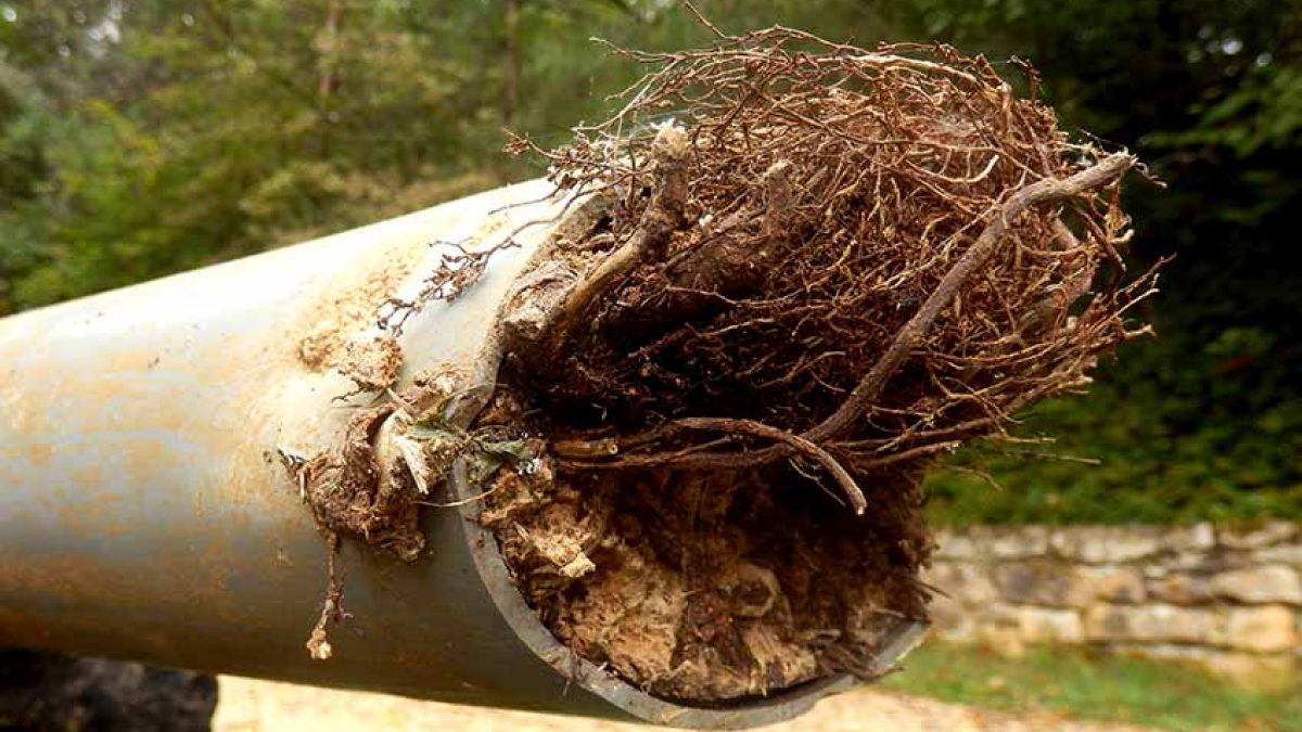 Plumbing Checks - Tree Root Intrusion
